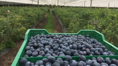Productores de arándano celebraron la designación de Mirassou al frente del INTA
