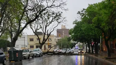 árbol caído calle Carbó (Foto: ANALISIS)