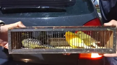 Las aves fueron secuestradas y serán liberadas en su hábitat natural.