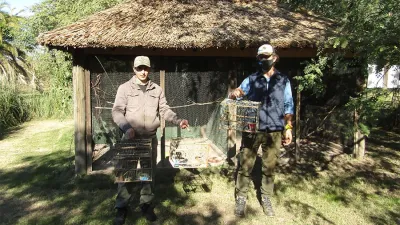 Los cardenales amarillos (Gubernatrix cristata) provienen de un decomiso por tenencia ilegal de fauna silvestre, y ya se encuentran en proceso de adaptación para luego intentar su reinserción en la reserva natural El Potrero, de Gualeguaychú.