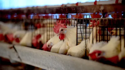 Con el mercado chino consolidado, la apertura de Japón dinamiza la producción aviar en la provincia.