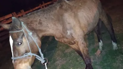 Caballo