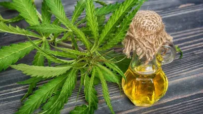 Aceite de cannabis 