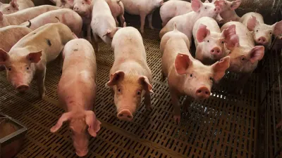 La Argentina hoy produce unas 750 mil toneladas de carne porcina.