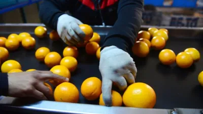 Pidieron regionalizar la exportación de cítricos tras la decisión de la Unión Europea