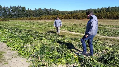 cítricos destruidos