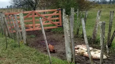 Denunciaron que los cuatreros “entran por una puerta y salen por otra”. La Brigada de Abigeato trabaja a pleno en todo el territorio provincial, pero no alcanza si la Justicia no actúa en consecuencia.