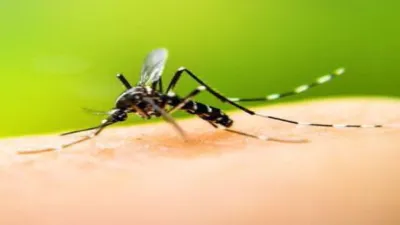 Comenzó en Paraná la campaña de prevención del dengue