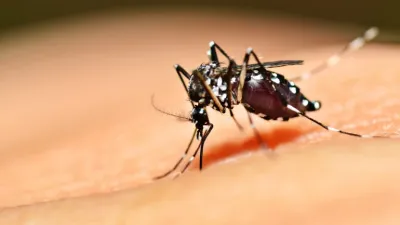 Aedes Aeyipti