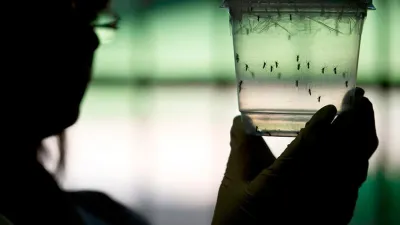 dengue mosquito