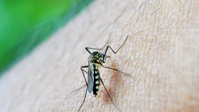 Dengue