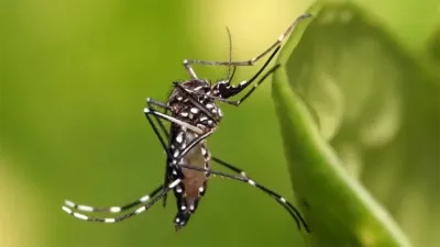 Los casos de dengue superan los 230.000 en lo que va del año.