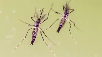 dengue mosquito
