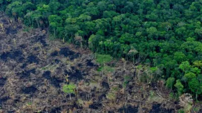 El desmonte nativo es un flagelo que no se detiene en la provincia.