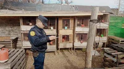 Desbaratan en Concordia gallos que eran destinados a las llamadas “riñas”.