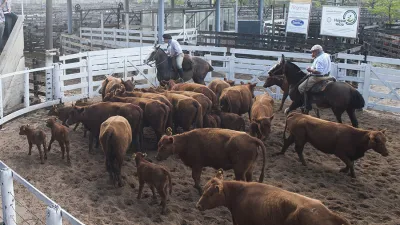 Este año no se realizará la Expo Rural y en su lugar se prepara el “remate especial de reproductores”, bajo protocolo sanitario.