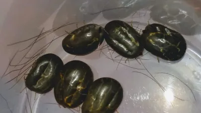 garrapatas