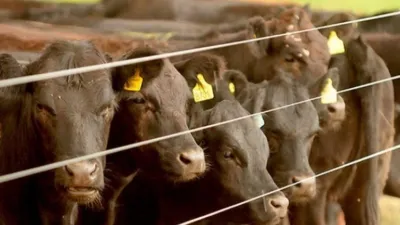 La sequía afectó a la hacienda en pie y precios retrocedieron 2,57% en enero, según Farer