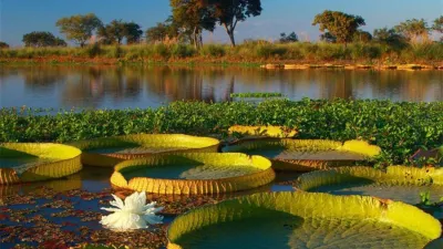 En el Día Mundial de los Humedales distintas organizaciones advierten sobre las amenazas que estos ecosistemas enfrentan por parte de las industrias agropecuaria e inmobiliaria. El Delta del Paraná fue uno de los más afectados por los incendios en el 2020, con más de 30.000 focos activos y 300.000 hectáreas arrasadas.