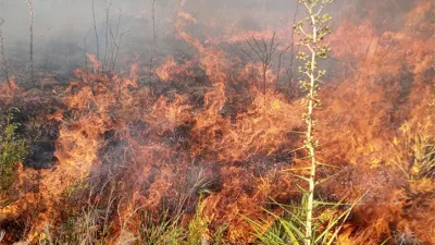 En Colonia Avellaneda vecino denunciaron que un incendio afectó un pastizal de 20 hectáreas. 
