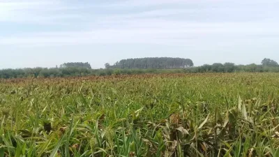 Denunciaron fumigación aérea sobre un campo en el que desarrollan actividades educativas