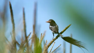 Después de casi 30 años, registraron un ave que se creía extinto en Entre Ríos