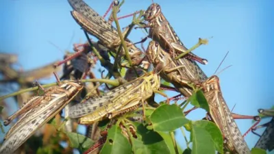 langostas plaga