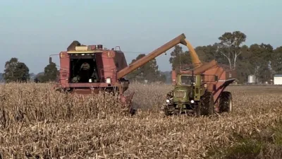 El maíz de primera tuvo un crecimiento del 16 por ciento.