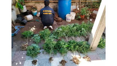 vivero marihuana Paraná