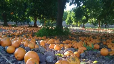 Alertaron por la pérdida de naranjas en Misiones por la escasez de cosecheros