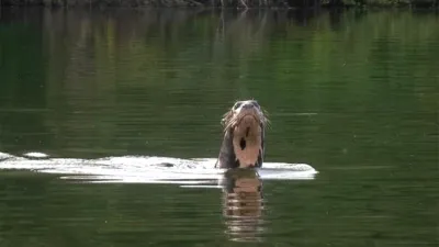 La nutria gigante avistada en una laguna a orillas del río Bermejo, en el Parque Nacional El Impenetrable (Chaco).
