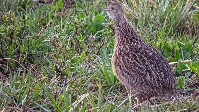La Justicia prohibió la caza menor en Entre Ríos