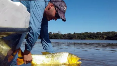 Hasta el 31 de diciembre rige el período de veda para la pesca de dorados en la provincia.
