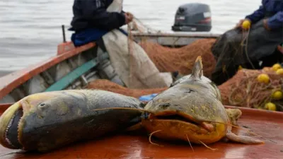 pescadores artesanales
