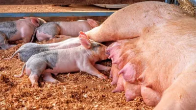 Organizaciones ambientales advierten que las granjas porcinas constituyen “peligros latentes a la salud pública, a las condiciones ambientales y de bioseguridad” de la población.