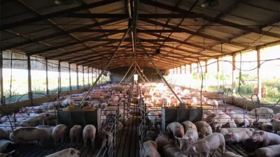 Con un importante compromiso en inversión en sanidad, genética, nutrición, e infraestructura, la producción porcina crece de manera sostenida en la provincia.