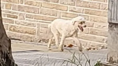 Un grupo de voluntarios se organizó en Paraná para encontrar a Sammy, un perro blanco de ocho años. 