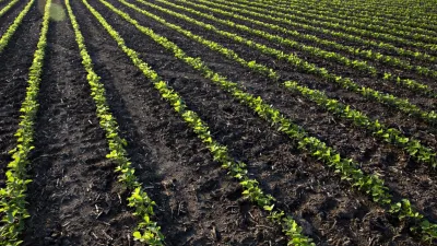 Plantación soja