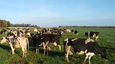 El INTA Rafaela acaba de presentar los resultados de su tradicional “Encuesta sectorial lechera”, con los resultados del ejercicio productivo 2018-2019.