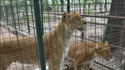 Por falta de cuidado proteccionistas se oponen que la fundación Tekove Mymba de Colón reciba a dos “ligres” (un híbrido cruza de león con tigresa) provenientes de La Rioja.