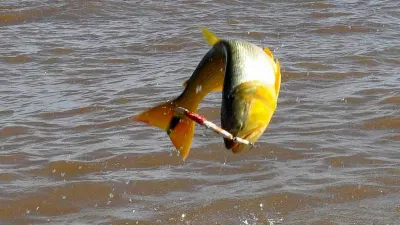 veda para pesca de dorado