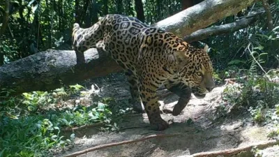 Imagen de archivo de un yaguareté en la selva misionera.