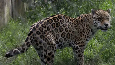 De acuerdo al Registro Nacional de Yaguaretés en Cautiverio hay un ejemplar en Concordia desde 2007.