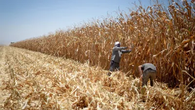 Campo de maíz blanco en Culiacán, México, en mayo de 2023.
