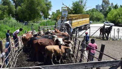 El Documentos Únicos de Tránsito cumplió un año y se han registrado 160 mil trámites para transportar 7,8 millones de animales.