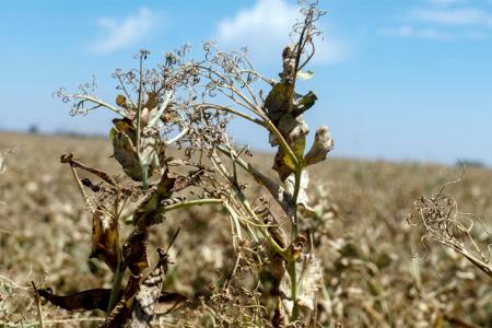 El Banco Nación pondrá a disposición de los agricultores damnificados por la sequía $50.000 millones en créditos a tasa subsidiada, y el Ministerio de Economía se hará cargo del resto.