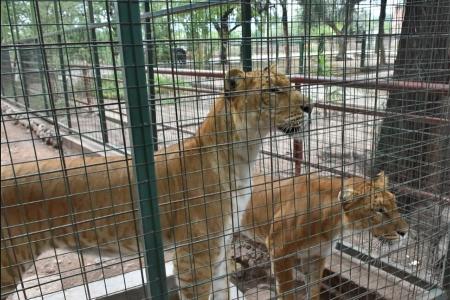 Por falta de cuidado proteccionistas se oponen que la fundación Tekove Mymba de Colón reciba a dos “ligres” (un híbrido cruza de león con tigresa) provenientes de La Rioja.
