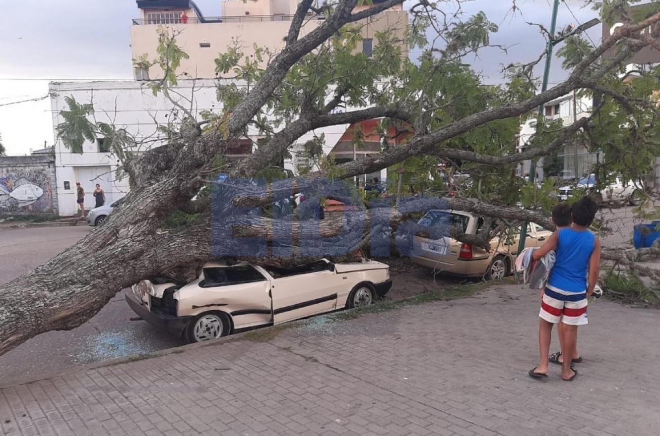 Un árbol aplastó dos autos en la costanera de Gualeguaychú