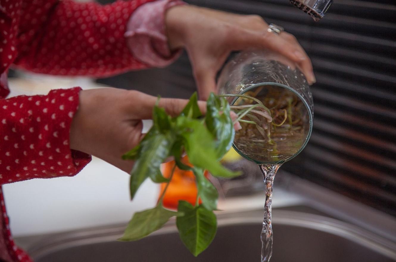 Utilizar arena húmeda en floreros y plantas acuáticas