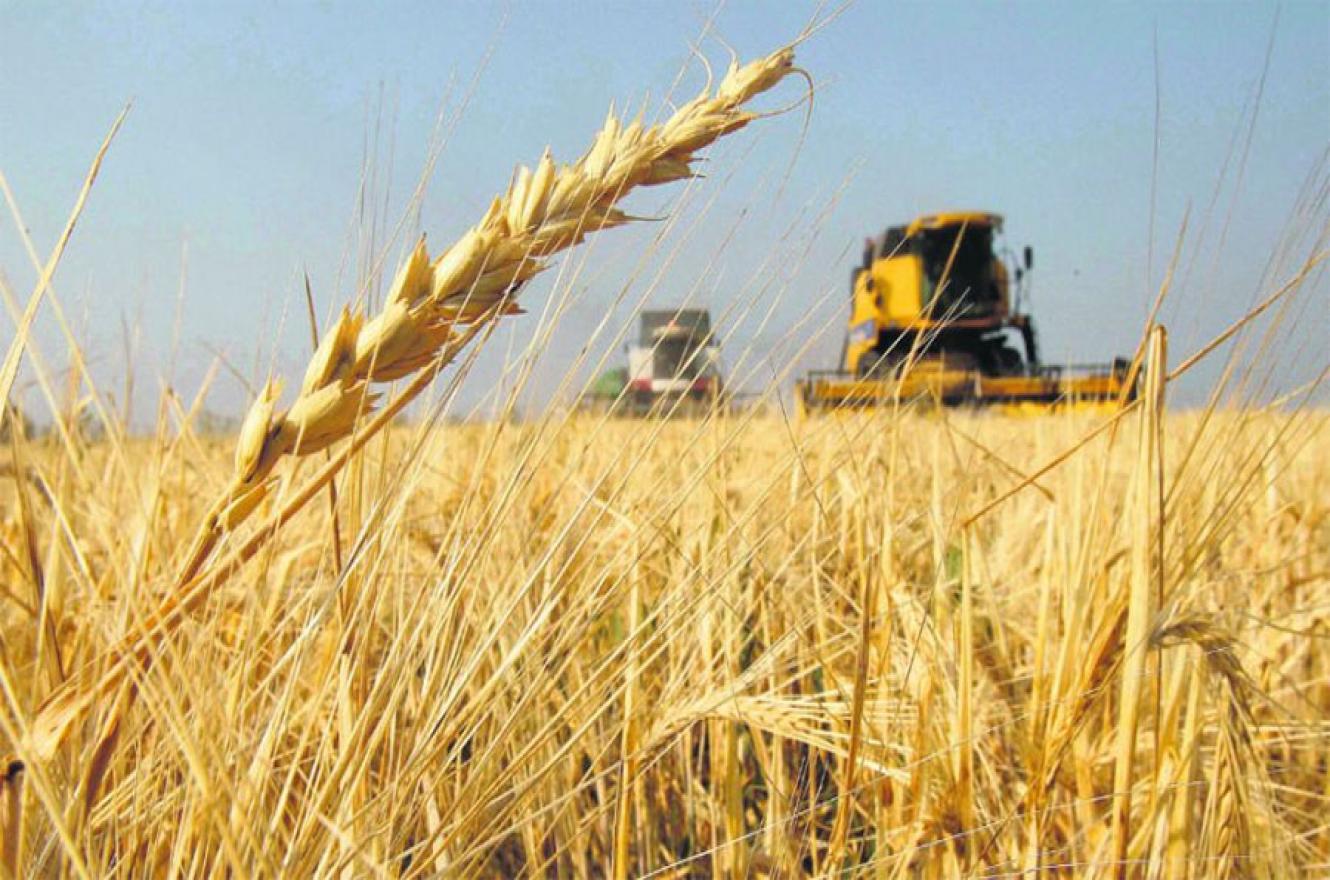 La cosecha de trigo de la campaña 2021/22 se ubicará en 22,1 millones de toneladas. Significa un volumen récord nunca antes alcanzado en el país.